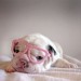 We Heart It via Tumblr Dog In Pink Glasses